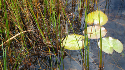 f:id:Treefrog:20090905102630j:image f:id:Treefrog:20090905102630j:image