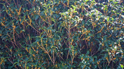 f:id:Treefrog:20090920122412j:image f:id:Treefrog:20090920122412j:image