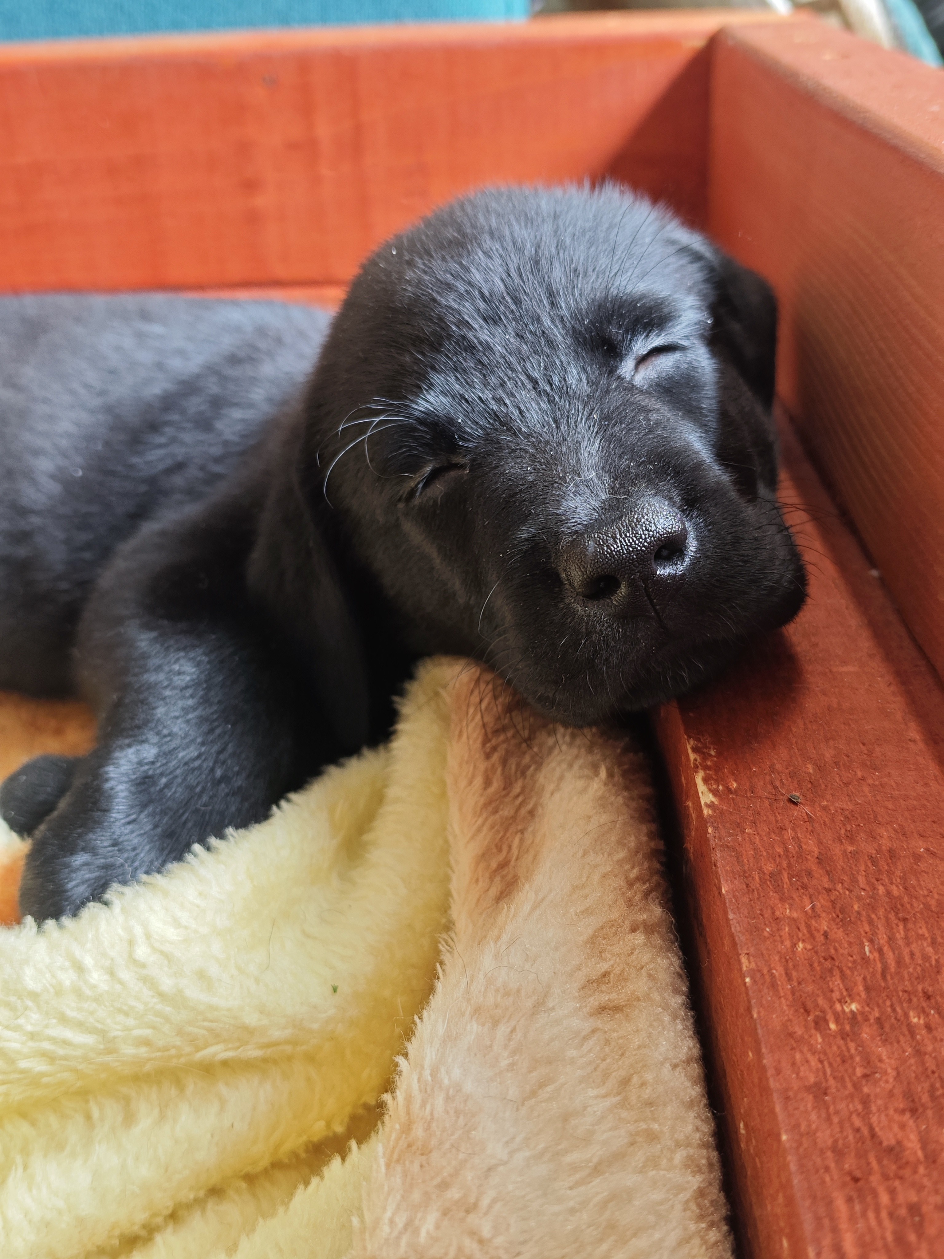 f:id:Treepeony:20251017224736j:image