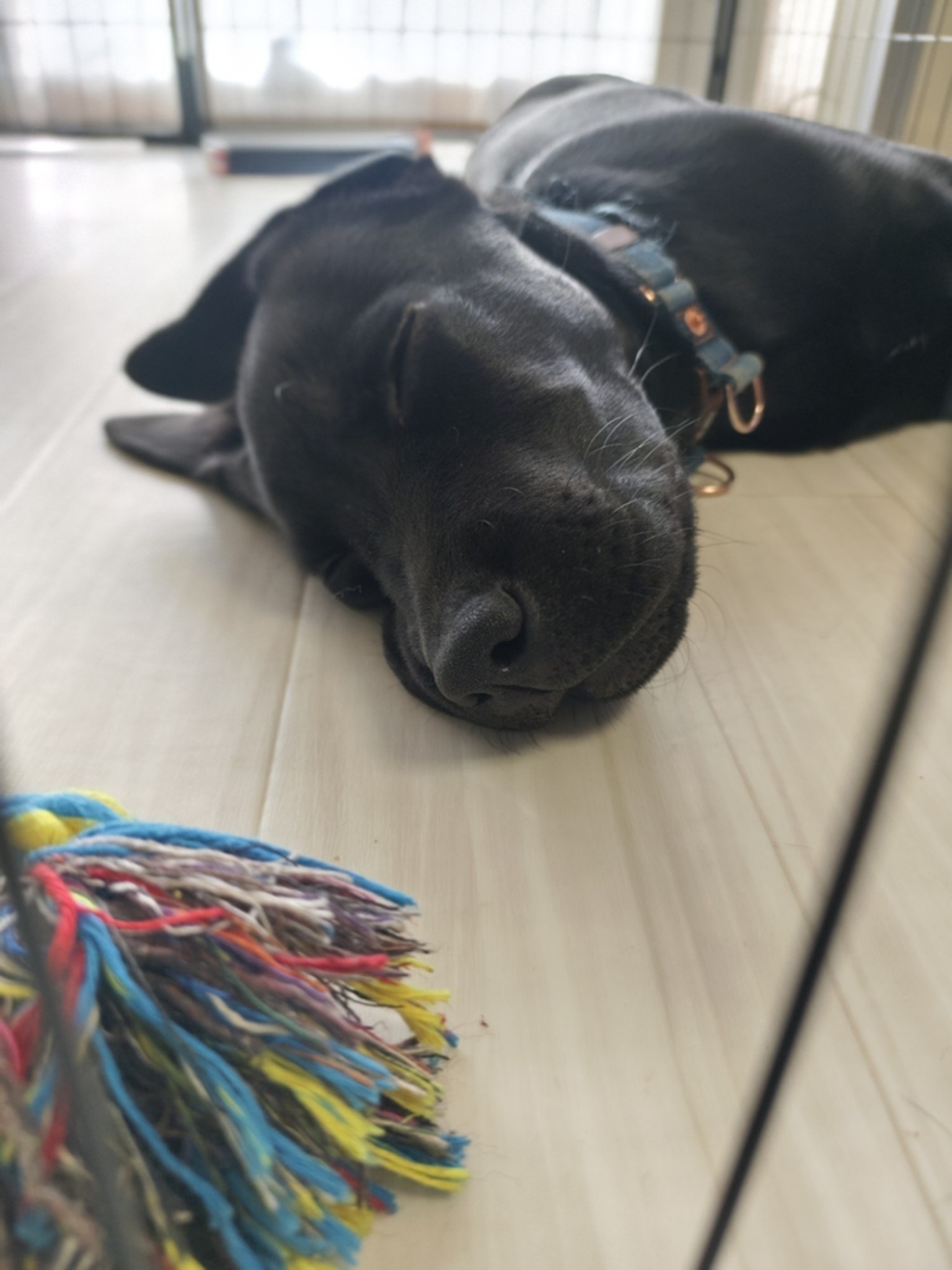 f:id:Treepeony:20251020133457j:image