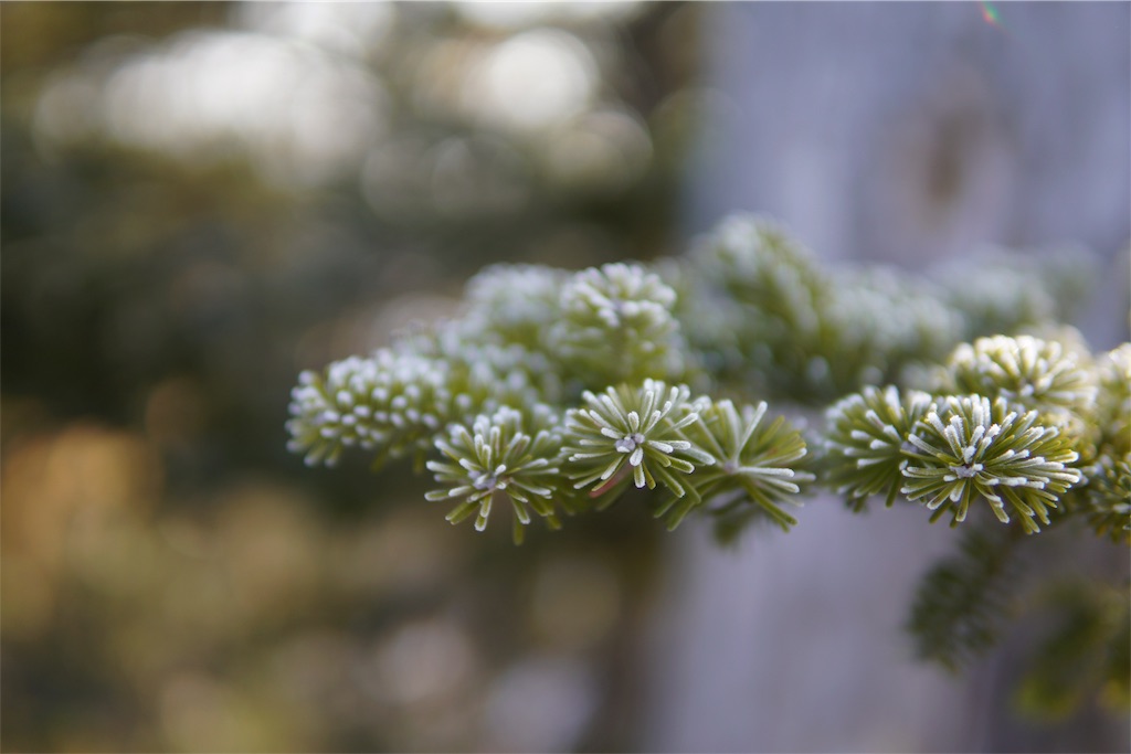 f:id:Trifling4:20190310204020j:image f:id:Trifling4:20190310204020j:image