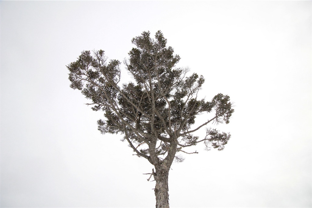 f:id:Trifling4:20190321184200j:image f:id:Trifling4:20190321184200j:image