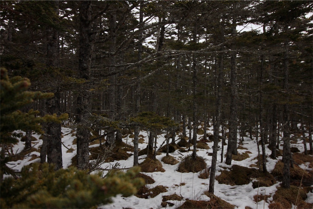 f:id:Trifling4:20190321190608j:image f:id:Trifling4:20190321190608j:image