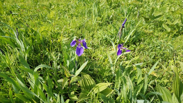 f:id:Trifling4:20190610215617j:image f:id:Trifling4:20190610215617j:image