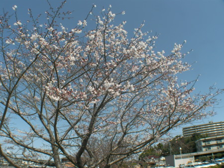 f:id:TrinityT:20090321114226j:image:w100