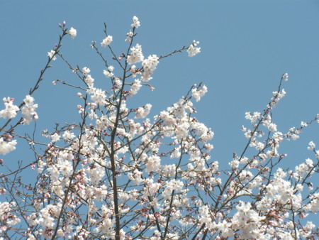 f:id:TrinityT:20090321114238j:image:w100