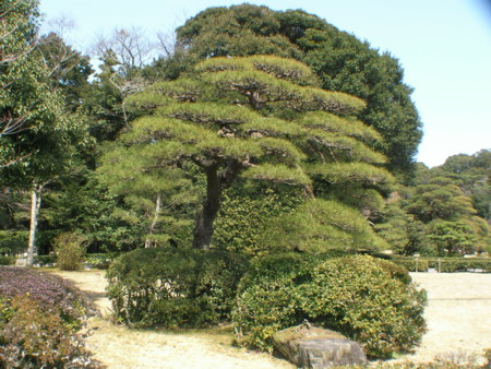 f:id:TrinityT:20090321130628j:image:w100