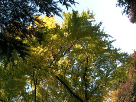 f:id:TrinityT:20091123150117j:image:w150