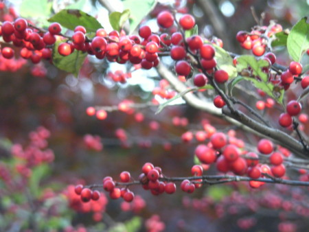 f:id:TrinityT:20091123150157j:image:w150