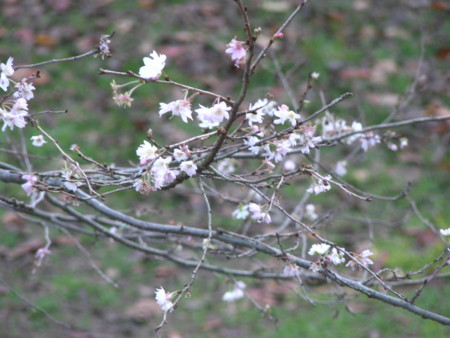 f:id:TrinityT:20091123150546j:image:w150