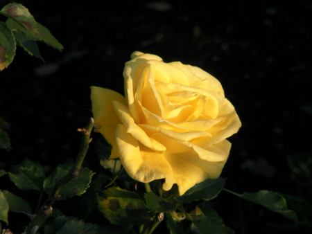 f:id:TrinityT:20091123152456j:image:w150