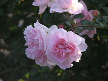 f:id:TrinityT:20091123152512j:image:w150