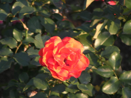 f:id:TrinityT:20091123152537j:image:w150