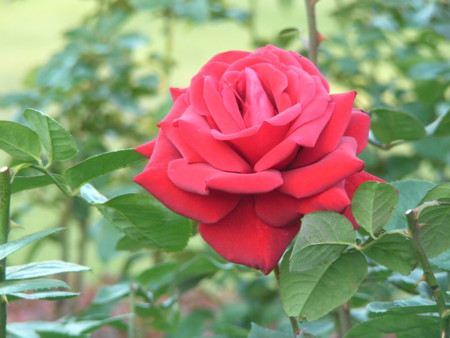 f:id:TrinityT:20091123152828j:image:w150
