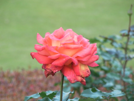 f:id:TrinityT:20091123152903j:image:w150
