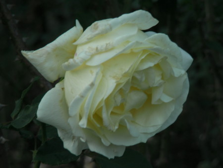 f:id:TrinityT:20091123152941j:image:w150