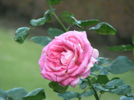 f:id:TrinityT:20091123152957j:image:w150