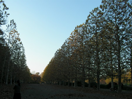 f:id:TrinityT:20091123153314j:image:w150