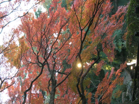 f:id:TrinityT:20091123153606j:image:w150