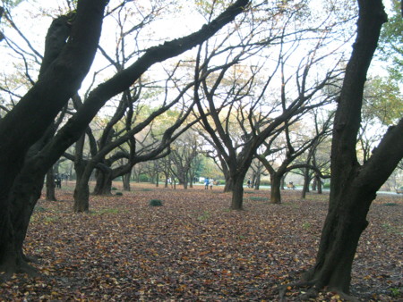 f:id:TrinityT:20091123153934j:image:w150