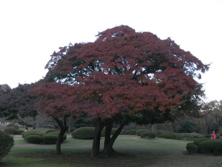 f:id:TrinityT:20091123155122j:image:w150