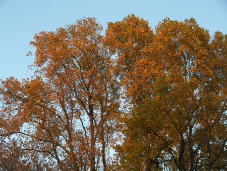 f:id:TrinityT:20091123160056j:image:w150