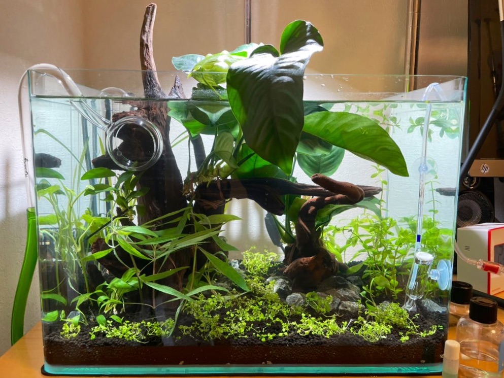 45cm水草水槽の記録#2 - Tronriumの日記