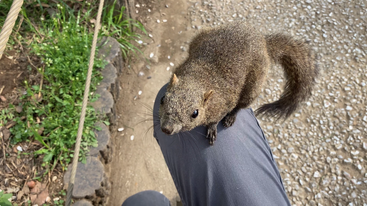 f:id:TrpFrog:20210403152611p:plain