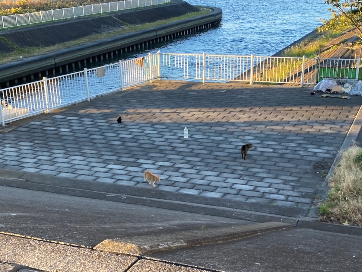 f:id:TrpFrog:20211205170519j:plain