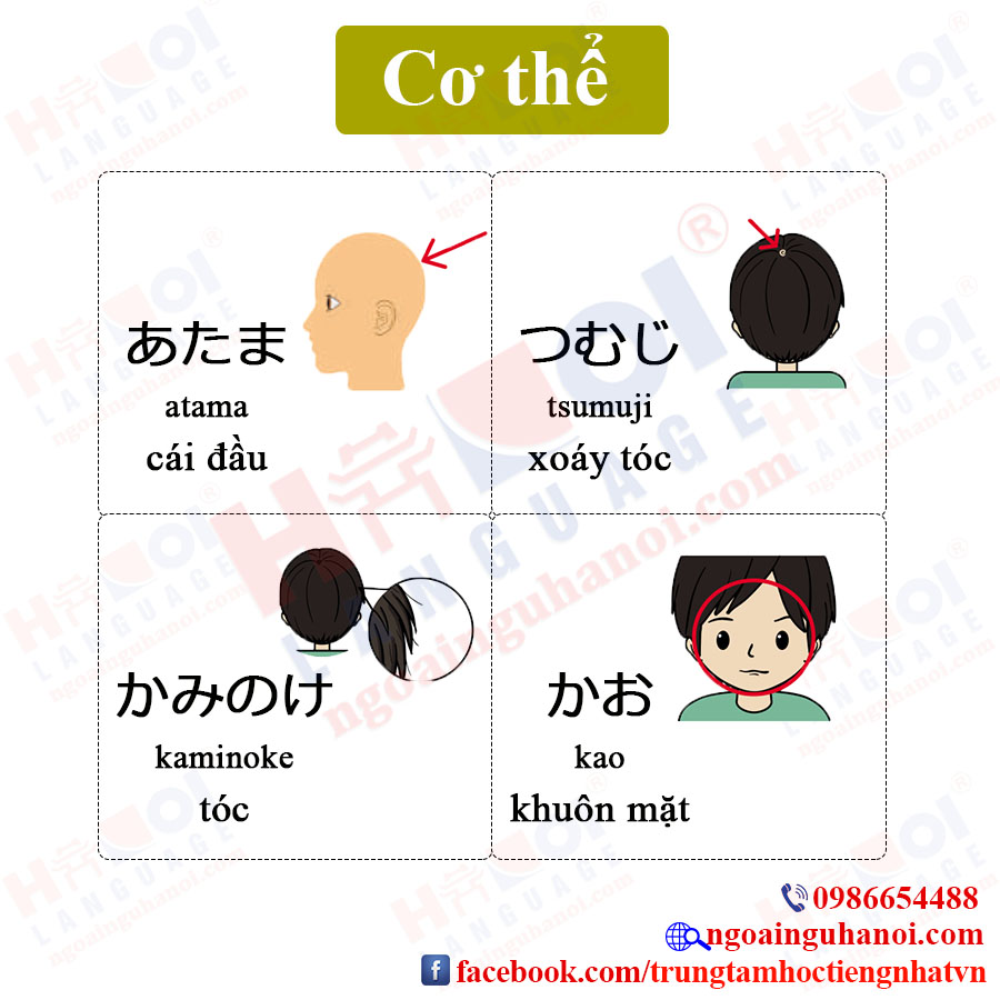 Từ Vựng Tiếng Nhật Về Cơ Thể Trungtamtiengnhat S Blog