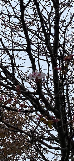 f:id:TsB:20210508080403p:image