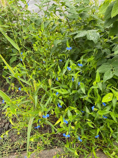 f:id:TsB:20240804061812j:image