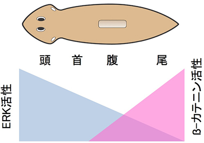 f:id:TsuReDuRe_student:20200428202909p:plain f:id:TsuReDuRe_student:20200428202909p:plain