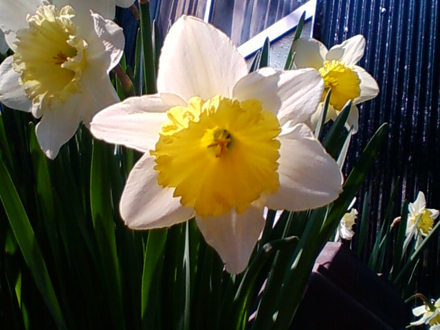 f:id:TsuSUZUKI:20110324190946j:image