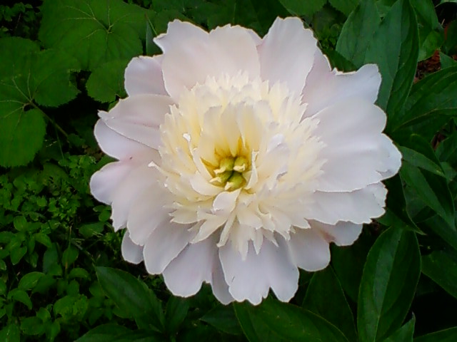 f:id:TsuSUZUKI:20110516183624j:image