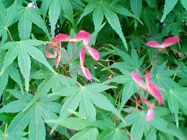 f:id:TsuSUZUKI:20110517013803j:image f:id:TsuSUZUKI:20110517013803j:image