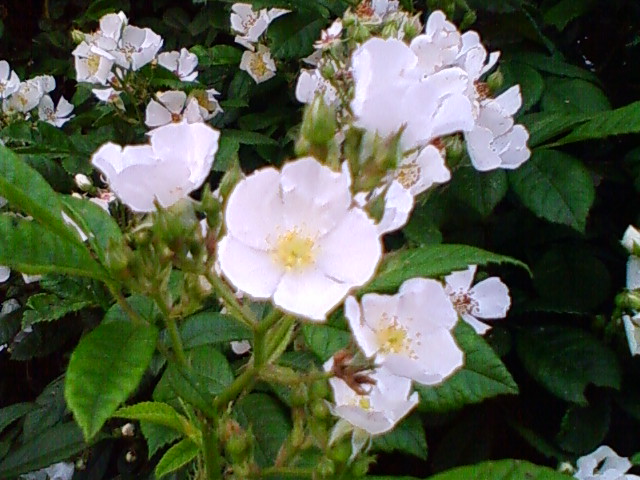 f:id:TsuSUZUKI:20110520010849j:image
