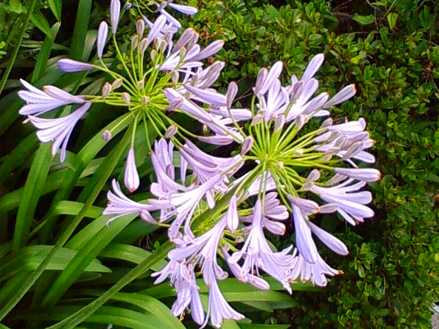 f:id:TsuSUZUKI:20110708041831j:image