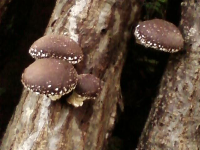 f:id:TsuSUZUKI:20111008003211j:image