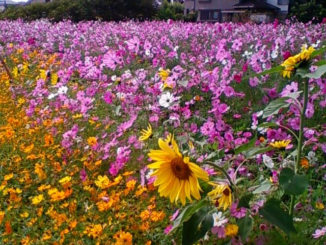 f:id:TsuSUZUKI:20111022220712j:image