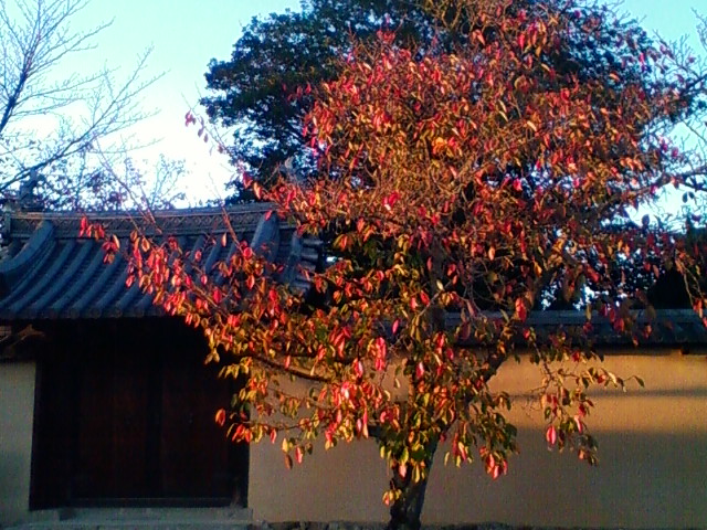 f:id:TsuSUZUKI:20111031014148j:image f:id:TsuSUZUKI:20111031014148j:image