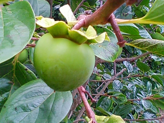 f:id:TsuSUZUKI:20120724214219j:image