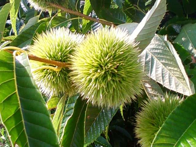 f:id:TsuSUZUKI:20120726234231j:image