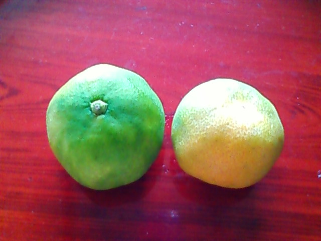 f:id:TsuSUZUKI:20120730182158j:image