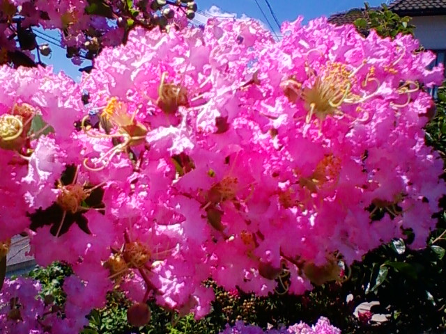 f:id:TsuSUZUKI:20120824132853j:image