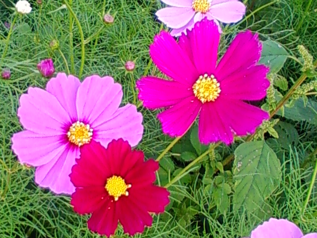 f:id:TsuSUZUKI:20121018190218j:image