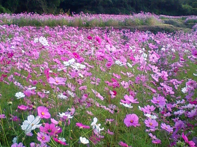 f:id:TsuSUZUKI:20121018190220j:image