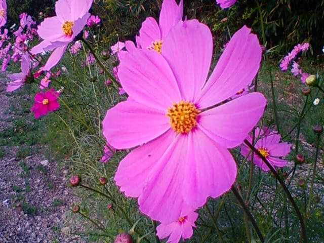 f:id:TsuSUZUKI:20121018190221j:image