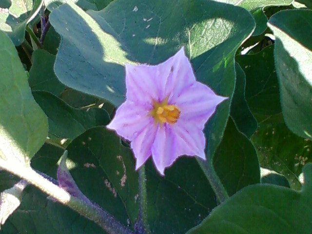 f:id:TsuSUZUKI:20130802012806j:image