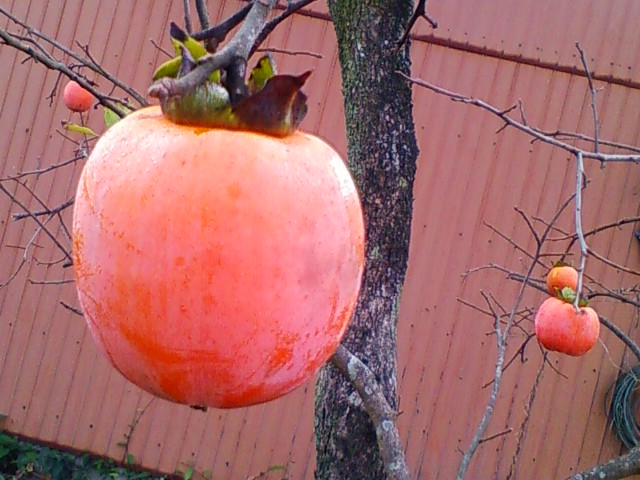 f:id:TsuSUZUKI:20131110044604j:image